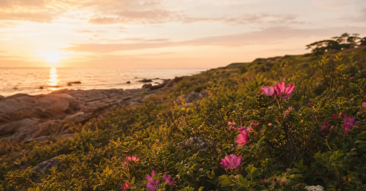Massachusetts area scenery